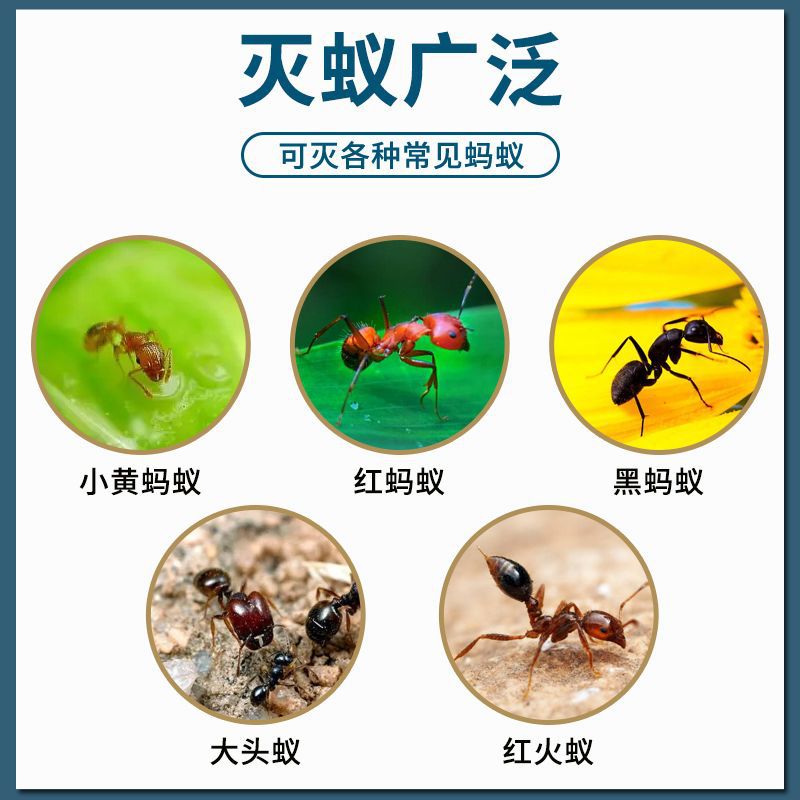 Korean Ant Medicine Powerful Special Effect Ant-Killing Bait Capsuless Fluorine Ant Fungus Household Indoor Ant Whole Nest End One Pot End Imported