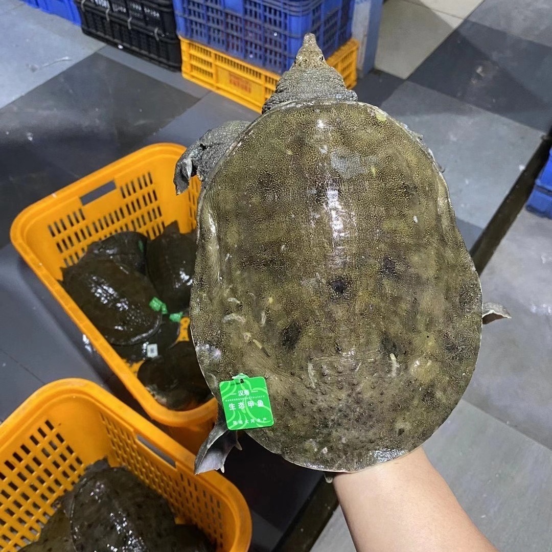 Fish Tags for Live Fish Traceability, Fresh Fish Anti-Counterfeiting, One-Item-One-Code Qr Code Anti-Counterfeiting