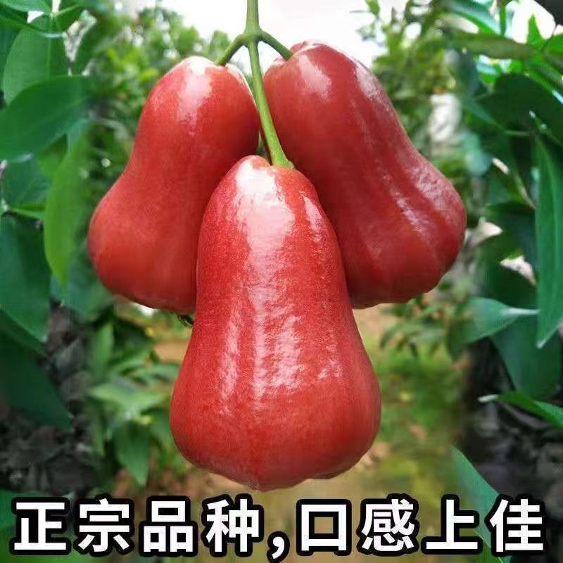 Hainan Black Diamond Lotus Mist 2.5kg Tropical Lotus Mist Fruit Fresh Fruit Fairy Fruit 0.5kg-1.6kg Pieces Starting Batch Free Shipping