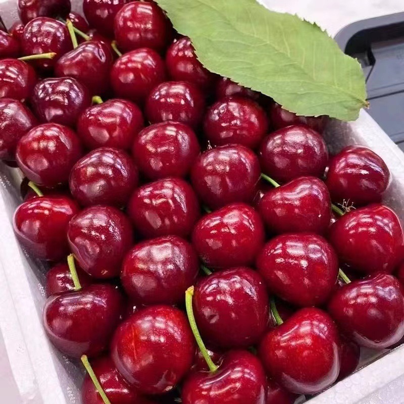 Cherries, Seasonal Crispy and Sweet Cherries, Domestic Whole Box, Shandong Fruits, Fresh Large Cherries, Free Shipping for Pregnant Women