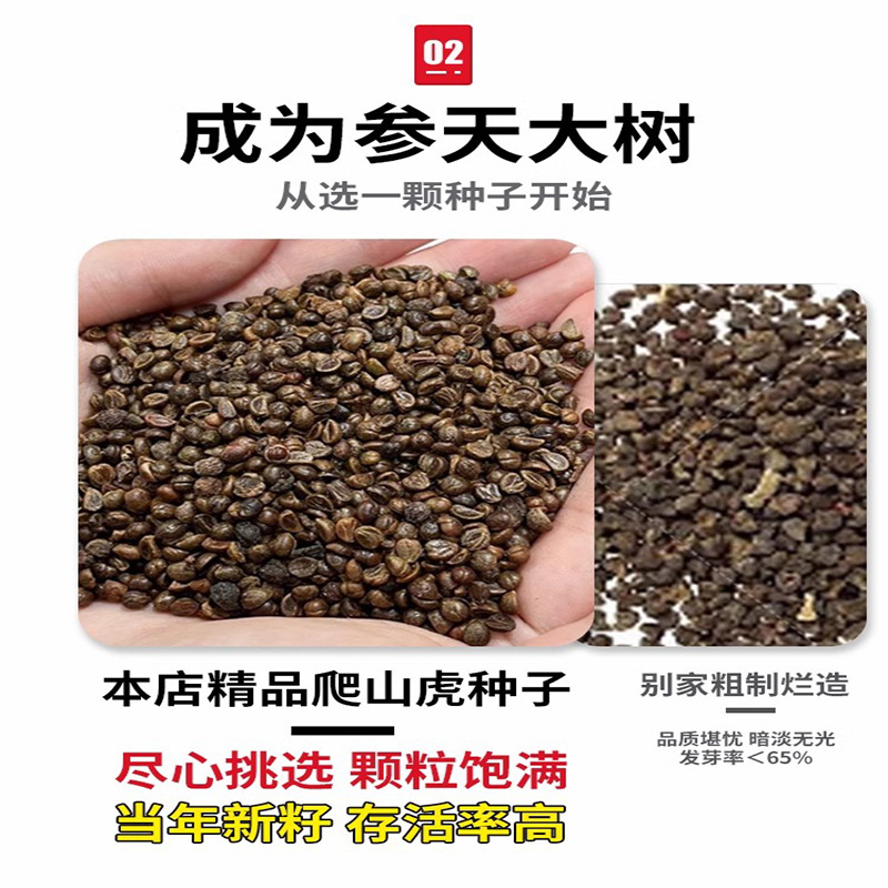 Ivy Seed Saplings, Non-Deciduous Grass Seeds, Rattan Climbing Plants, Wall-Climbing Tiger Seedlings, Three-Five-Leaf Four-Season Seeds