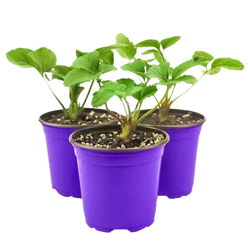 Four-Season Cream Strawberry Seedlings Potted Balcony Planting with Soil New Seedlings Hongyan Dandong 99 Seeds Bear Fruit in the Same Year