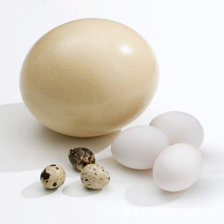 Ostrich Live Sale Supply Scenic Spot Ornamental Adult Ostrich Egg Laying Ostrich Ostrich Egg Ostrich Seedling Price