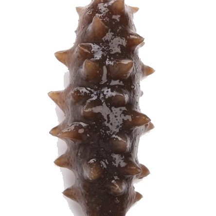 5-7 Heads 500g Dalian Ready-To-Eat Sea Cucumber with Q-Bomb Taste Directly from the Manufacturer