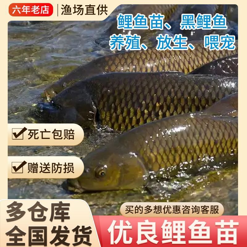 Carp Fry Live Purse Carp Rice Field Carp Edible Black Carp Freshwater Fry Grass Carp Fry Crucian Carp Fry Package Live