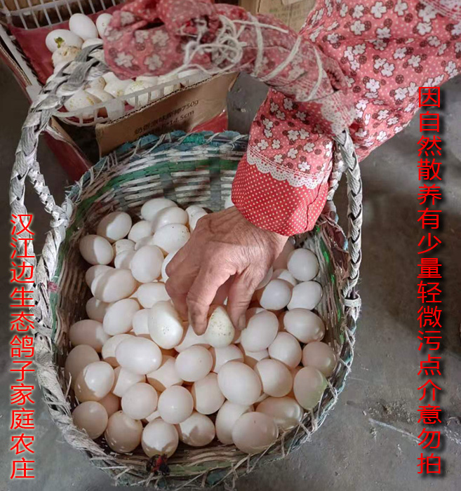 30 Fresh Pigeon Eggs, 630 Grams of Farm Grains, Free Range, Free Shipping, Free Shipping, Guaranteed Compensation for Damage