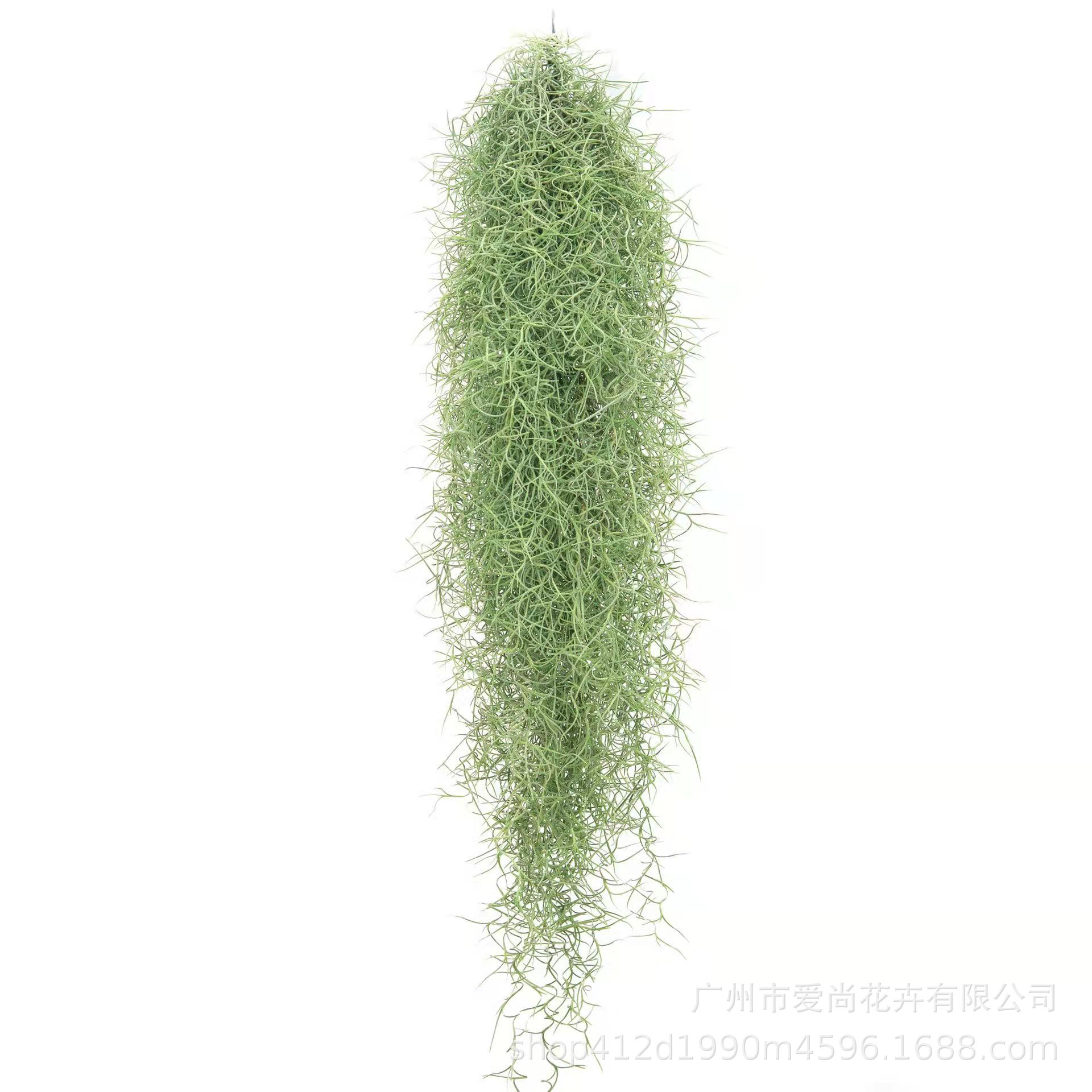 Air Pineapple Wholesale Soilless Plant Potted Small Octopus Elf Cotton Candy Flower Flowers Bei Kali Variety Green Planting