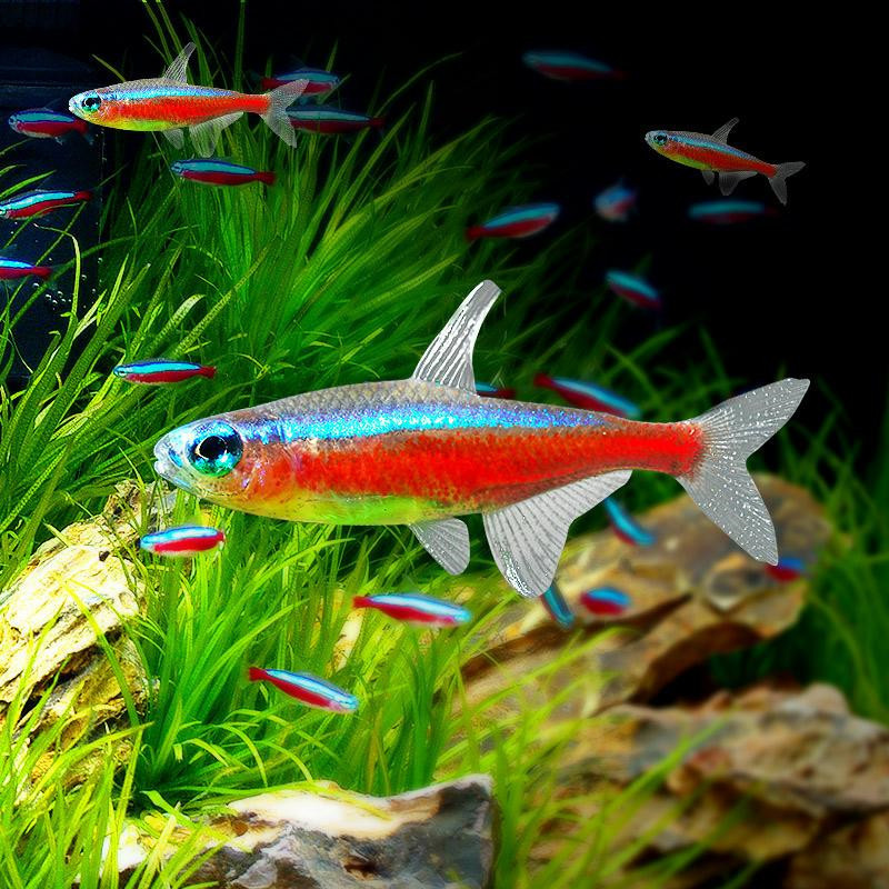 Лотосовая фонарная рыба живая тропическая декоративная рыба оптовая продажа, большие и маленькие фонарные рыбы для аквариумов с растениями, стаи, подходят для смешанного разведения в Индонезии и Бразилии