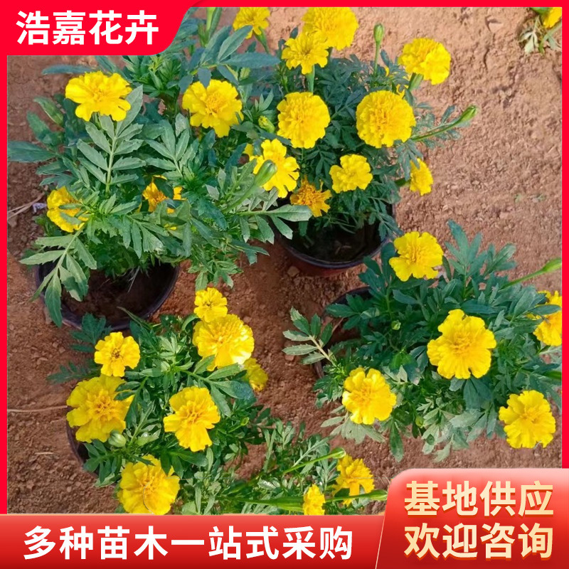 Peacock Grass Flower Seedlings with Buds, Flower Seedlings for National Day Rentals, Flower Seedlings, Cup Seedlings, Peacock Grass Flower Seedlings