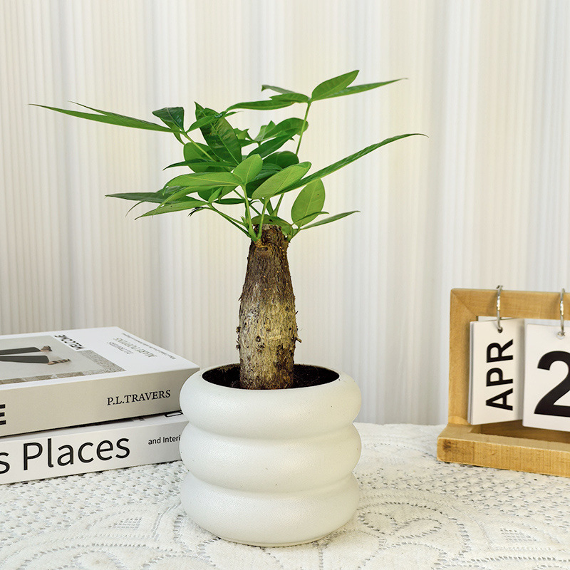 Money Tree Potted Florals and Green Plants in the Office, Formaldehyde-Absorbing Living Room, Purifying Air, Hydroponic Money Tree, Easy to Maintain