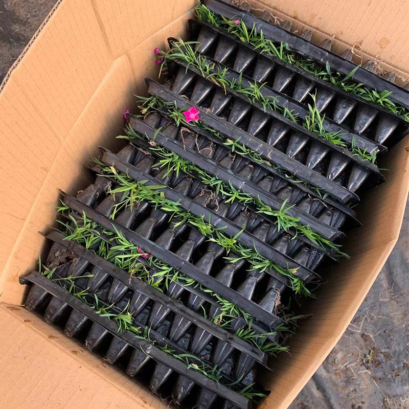 Dianthus Cup Seedlings Dianthus Seedlings for Community Road Greening Base Wholesale Multi-Color Dianthus