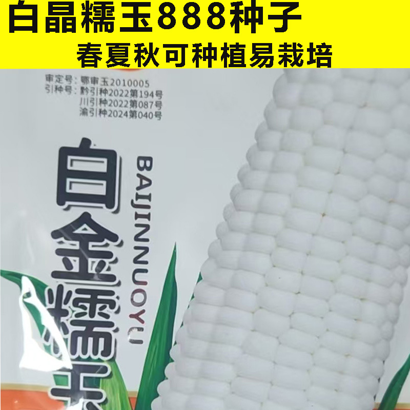 Белые восковые семена кукурузы, белые восковые семена кукурузы, семена фруктовой кукурузы, ароматные, мягкие и восковые высокоурожайные семена зимней кукурузы