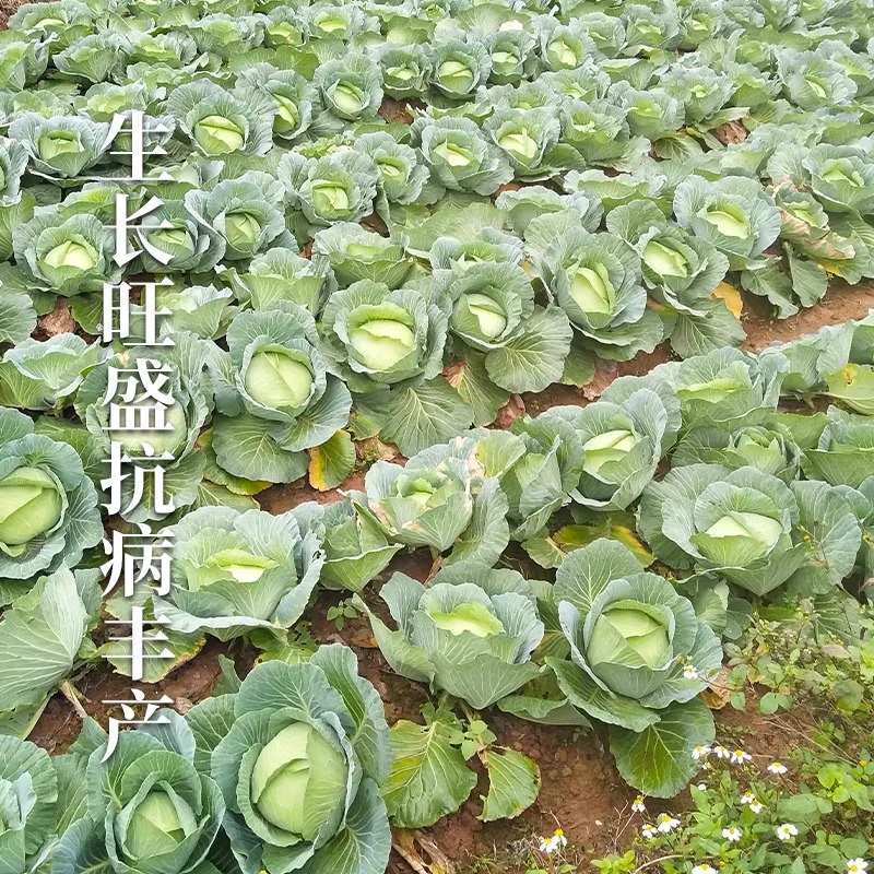 Jingfeng No. 1 Cabbage Seeds for Spring and Autumn Planting