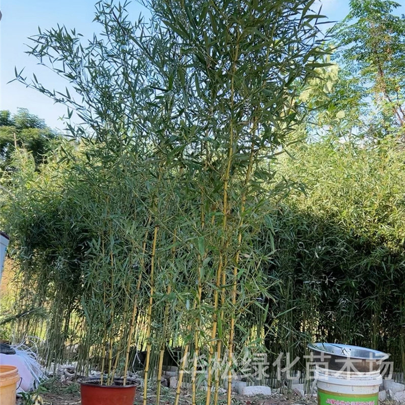 Bamboo Seedlings, Green Bamboo, Purple Bamboo, Gold Inlaid Jade Bamboo, Garden Plants, Evergreen Potted Plants in All Seasons, Ornamental Green Bamboo Seedlings