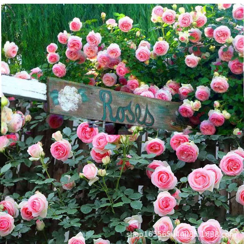 Wholesale of Rattan Rose Seedlings, Climbing Rose Arch, Dragon Sand Gem Potted Plant, Multi-Flowered Rose That Blooms in the Same Year