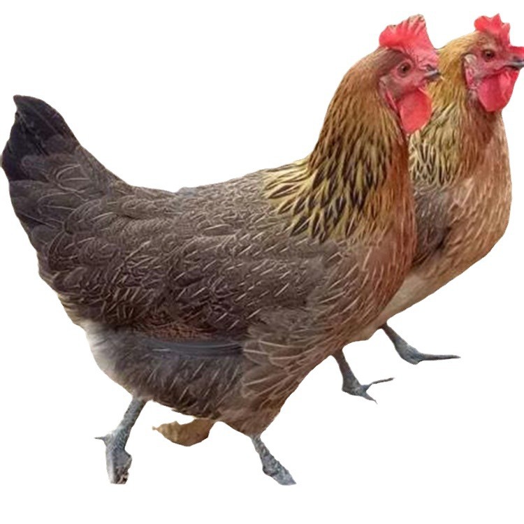 Factory Direct Sales Wholesale Black Yao Chicken Seedlings, Native Chicken Seedlings, Egg Chickens, Nandan Black Kiln Chicken Seedlings, Hens, Hatched Chicks