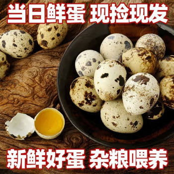 Fresh Quail Eggs and Multigrain Feeding, 100 Nutritious and Delicately Flavored Poultry Eggs Picked up and Shipped Now