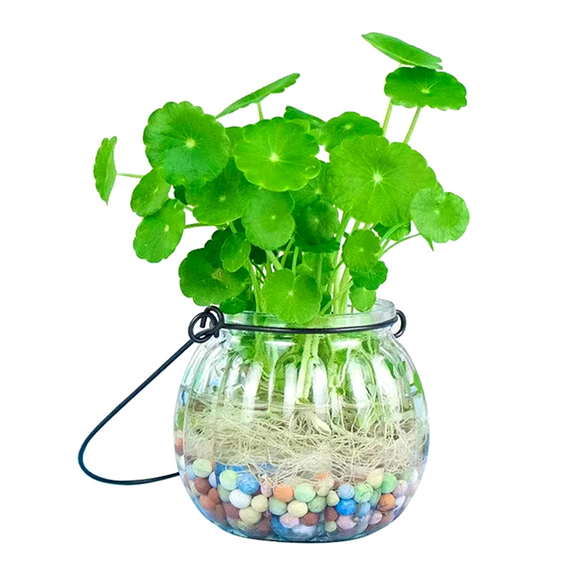 Fast-Growing Aquatic Grass Seeds Fish Tank Aquarium Foreground Grass Seeds Fish Tank Landscaping Lawn Mini Opposite Leaf Fast-Growing
