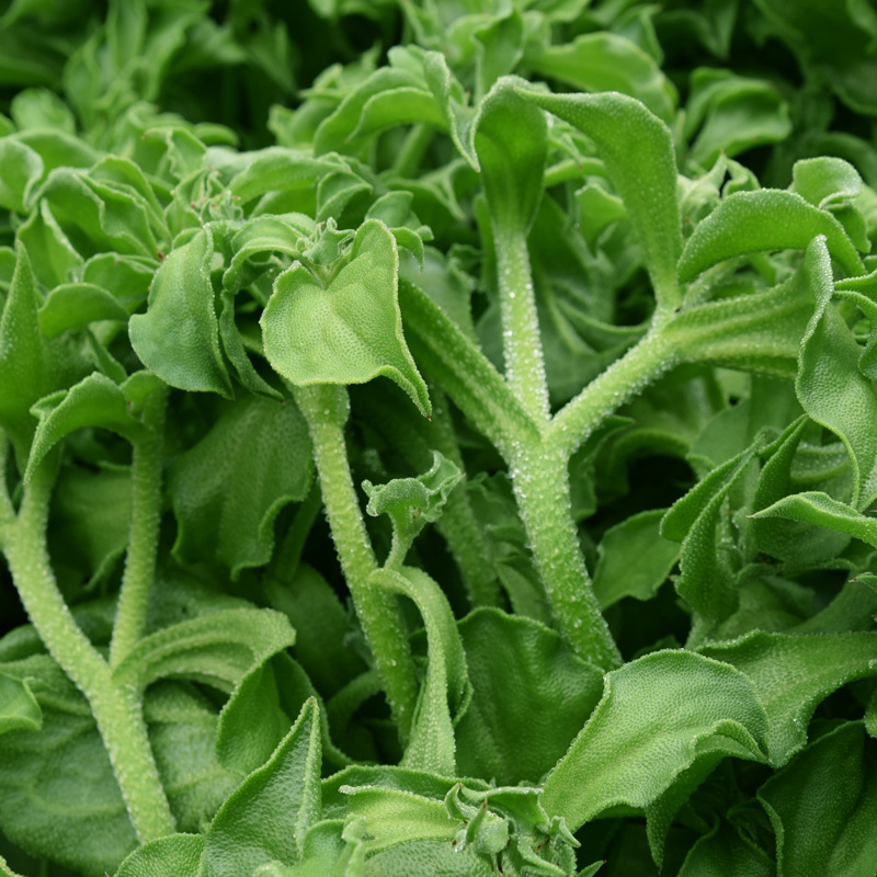 Crystal Ice Grass Seeds Four Seasons Indoor Balcony Potted Specialty Vegetables African Ice Grass Seeds Refreshing Original Color Pack