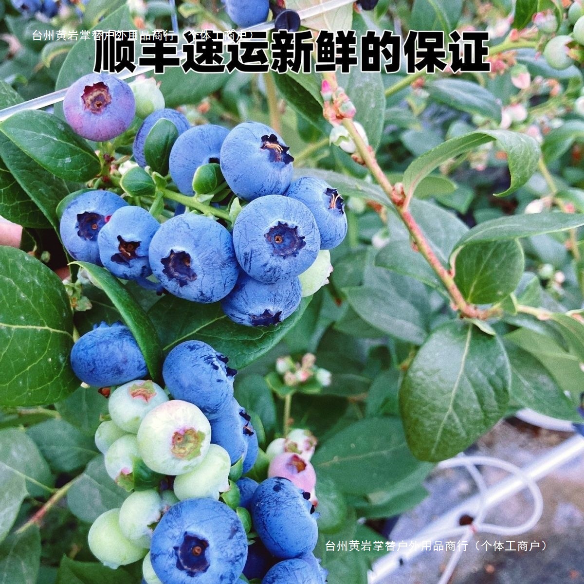Free Shipping Floral Blueberry Yunnan Blueberry Delicious Large Fruit Crispy Fruit Pregnant Women Seasonal Blueberry Fresh Direct Delivery Others