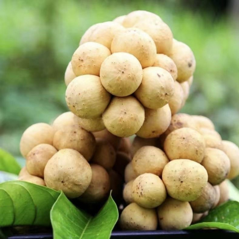 [Sf Express] Thailand Long Gong Fruit Imported Fresh Fruits Seasonal Tropical Fruit Long Gong Love Fruit Free Shipping