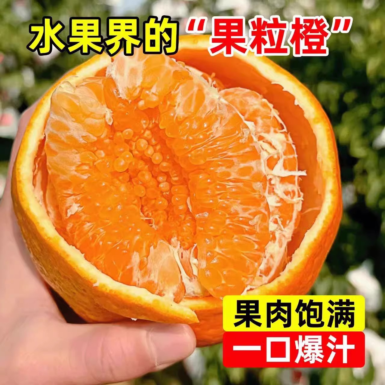 Authentic Sichuan Spring Mandarin Seedlings, Ugly Orange Mandarin Citrus Fruit Tree Seedlings for Courtyard Planting, Produces Fruit in All Seasons