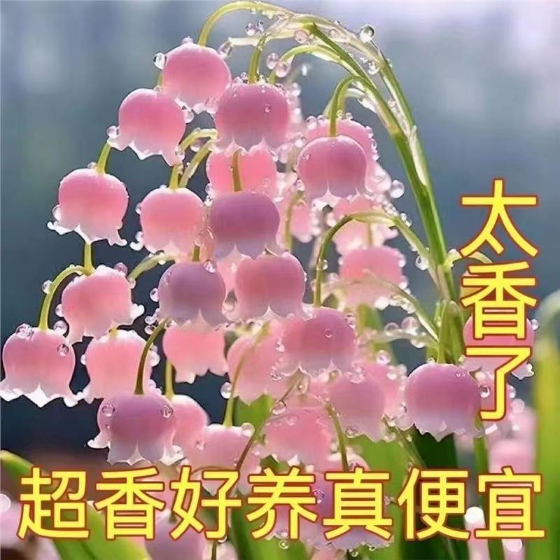 Strong-Scented Lily of the Valley Repels Mosquitoes and Blooms All Year Round. Wind Chime Flower Is Perennial and Cold-Resistant. It Is Easy to Maintain for Novices and Purifies the Air