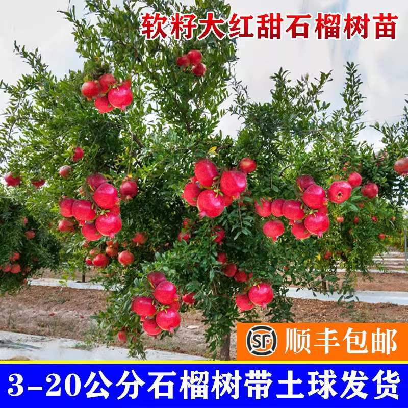 Pomegranate Tree Saplings Tunisian Soft Seed Dahongpao Seedless North and South Planting Extra Large Potted Courtyard Fruit Trees with Soil