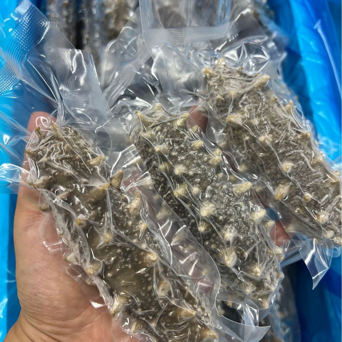 10A класс дацзяньского морского огурца, 500г, оптовая продажа