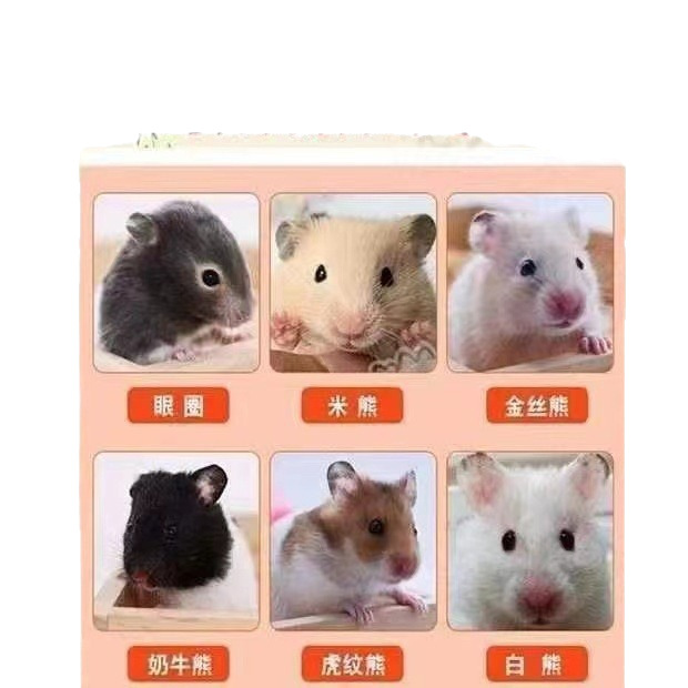 Hamster Live Wholesale Three-Line Purple Warehouse Pudding Silver Fox Golden Fox Milk Tea Father-In-Law Live Dwarf Rat Pet Live