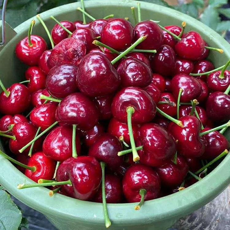 Hh [Sf Express] Tianshui Big Cherry Alpine Open-Air Orchard Freshly Picked Fruits Produced in Gansu