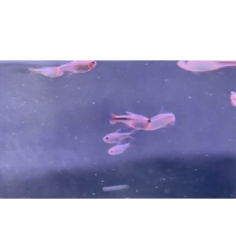 Shanghai Tropical Fish Wholesale South America Small Lampfish Violet Devil Lamp