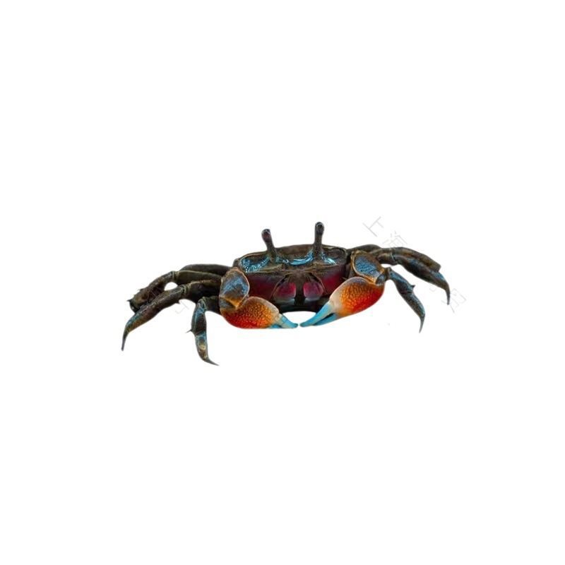 Small Crab Ornamental Crab Companion Mini Crab Wholesale Live Crab Freshwater Pet Chili Crab Mini Chili Crab
