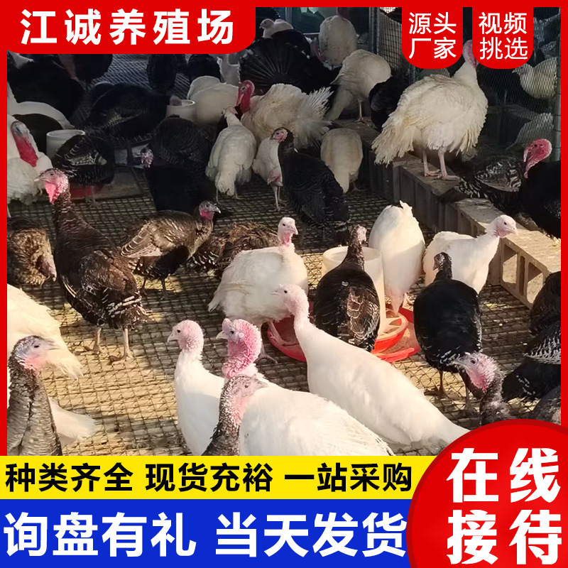 Чистокровные полуразмерные бронзовые индейки, живая цыплята 0.5 кг, цена на цыплят