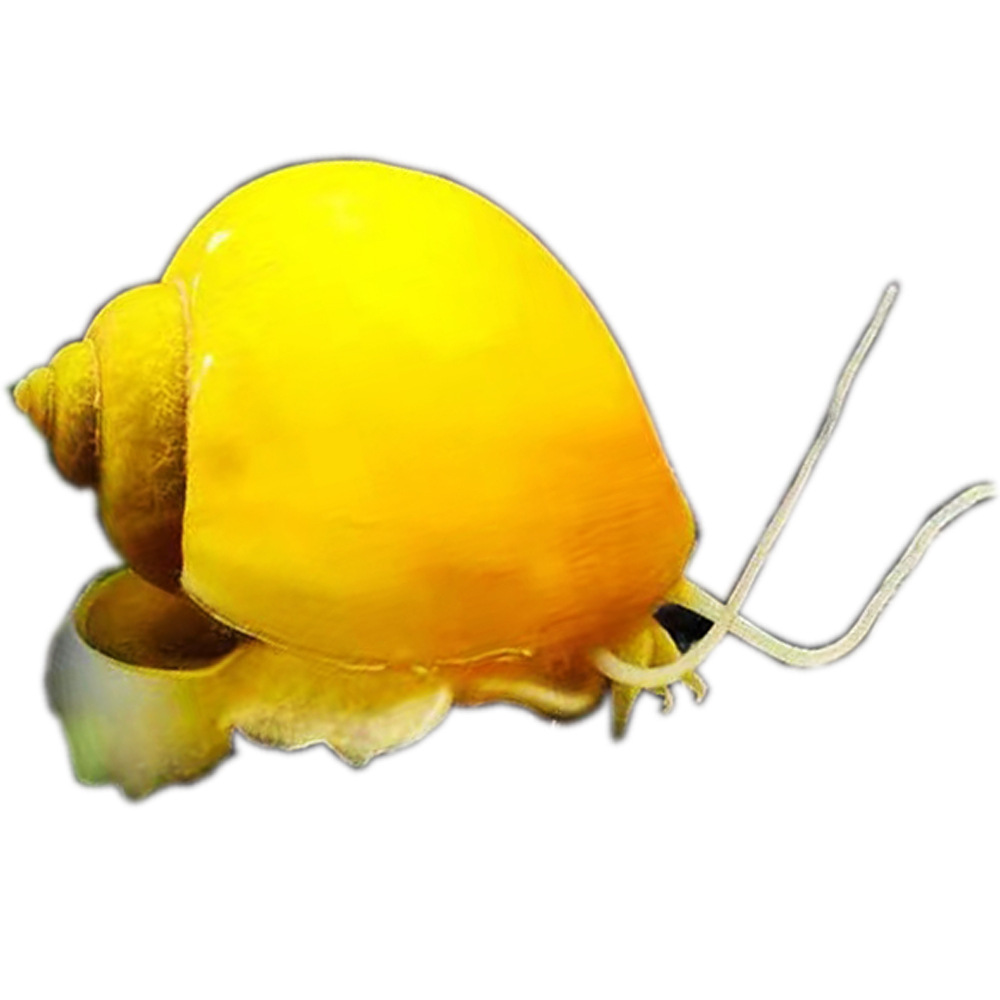 Улитки для удаления водорослей, декоративные улитки, улитки для очистки аквариума, улитки яблоко, зебровые улитки, инструменты для удаления фекалий, пресноводные улитки