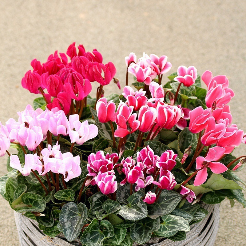 Cyclamen Seeds Indoor Balcony Courtyard Blooming All Year Round Begonia Rabbit Ear Flower Explosive Potted Plant