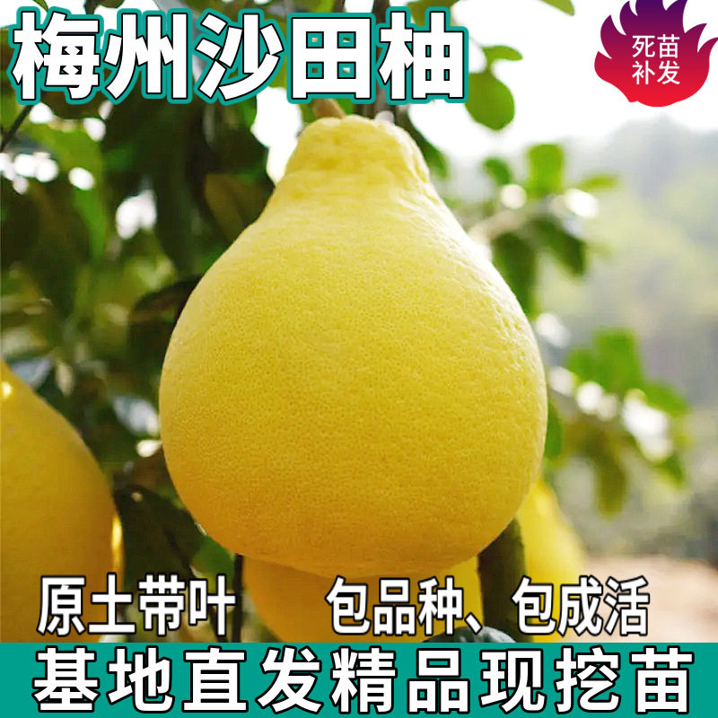 Дропшиппинг саженцев помело Meizhou Shatian для северных и южных садов, крупные плодовые саженцы, привитые белосердечные сладкие помело