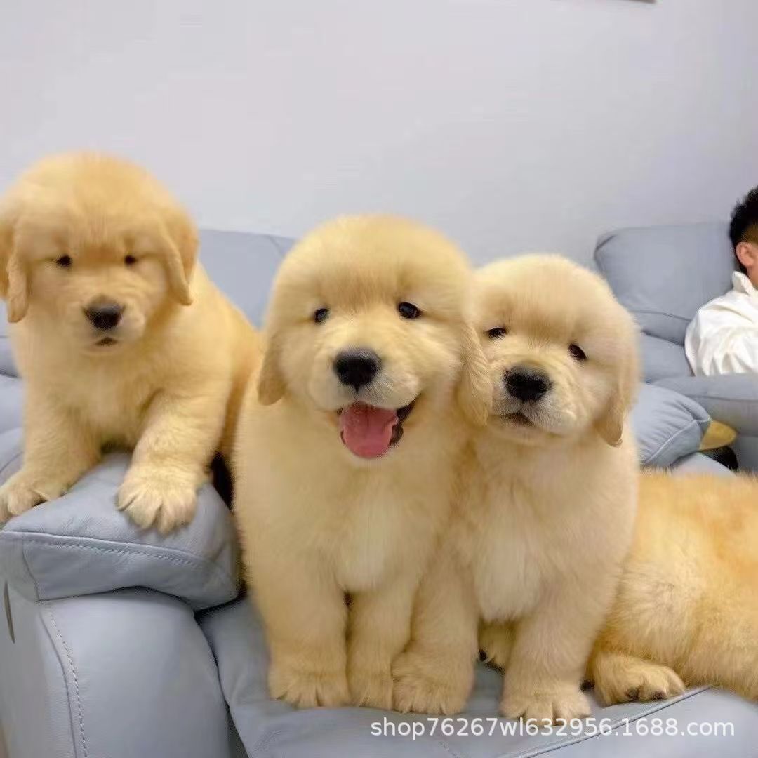 Wholesale Dual Blood Golden Retriever Puppies Puppies Live Dogs Guide Dogs Patrol Dogs Working Dogs Companion Dogs Pet Dogs