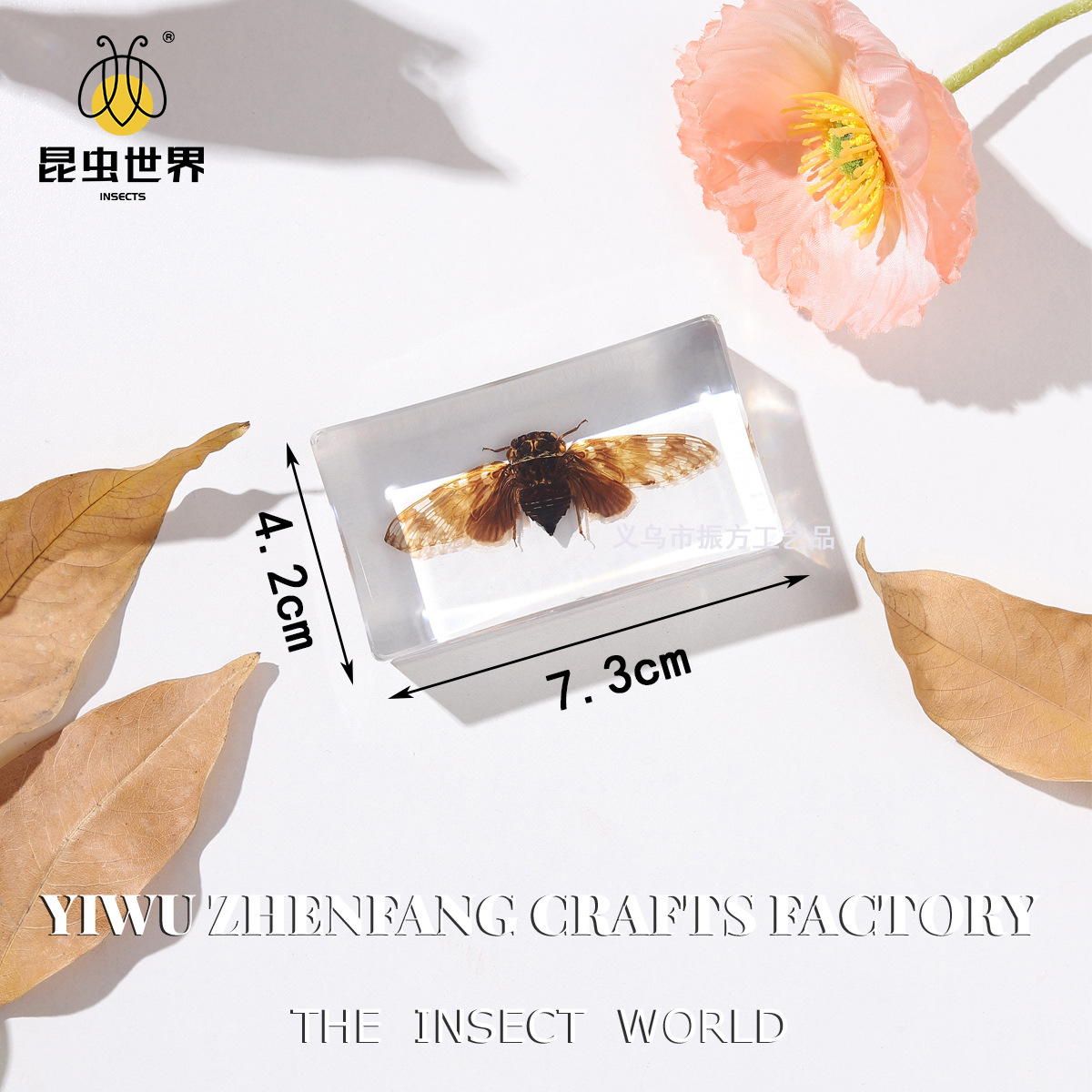 Zhenfang Handicraft Factory Factory Self-operated True Worm Specimens Shake Spelling Noodles List to Proofing Small Junior High School Education Science Popularization