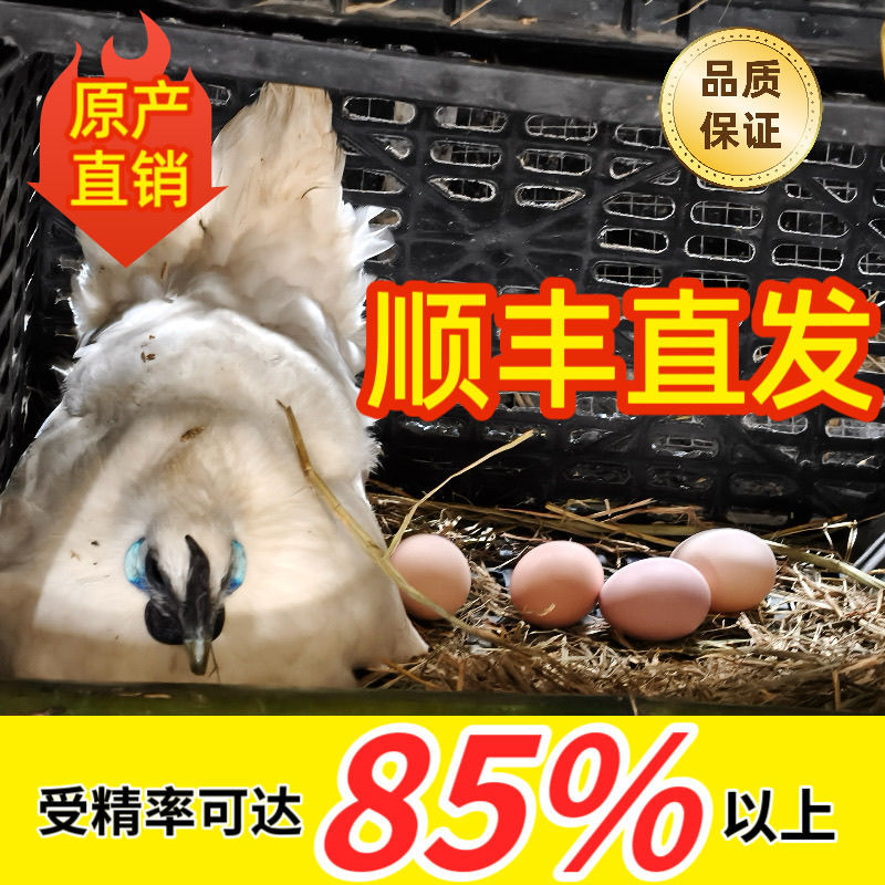 Fertilized Eggs of Zhejiang Jiangshan White-Feathered Black-Boned Chicken, Hatching Purebred First-Generation Five-Black High-Quality Eggs