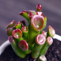 Base self-produced fleshy plants wholesale small fleshy flower combination potted fleshy plants stone flower jade dew