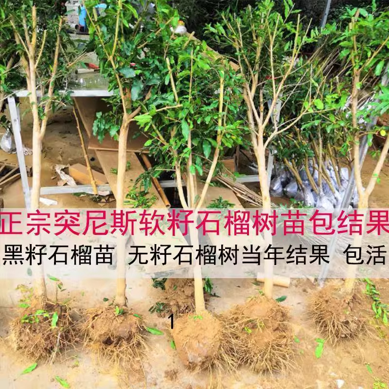 Pomegranate Tree Saplings Tunisian Soft Seed Dahongpao Seedless North and South Planting Extra Large Potted Courtyard Fruit Trees with Soil