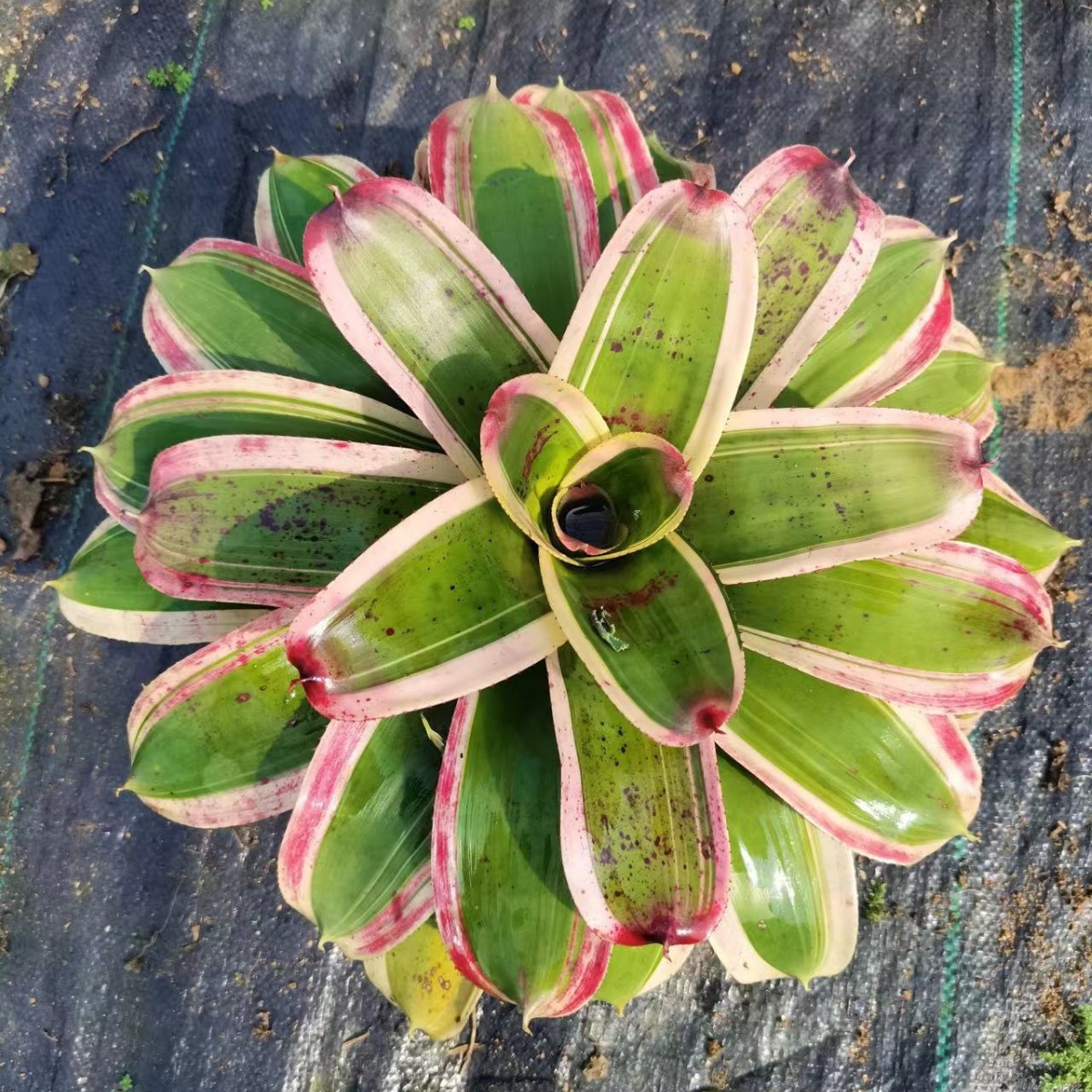 Water Pineapple, Ji Pineapple, Water and Land Tank, Rainforest Tank, Reptile Landscaping, Colorful Potted Plants, Ecological Landscape, Microscopic Plants