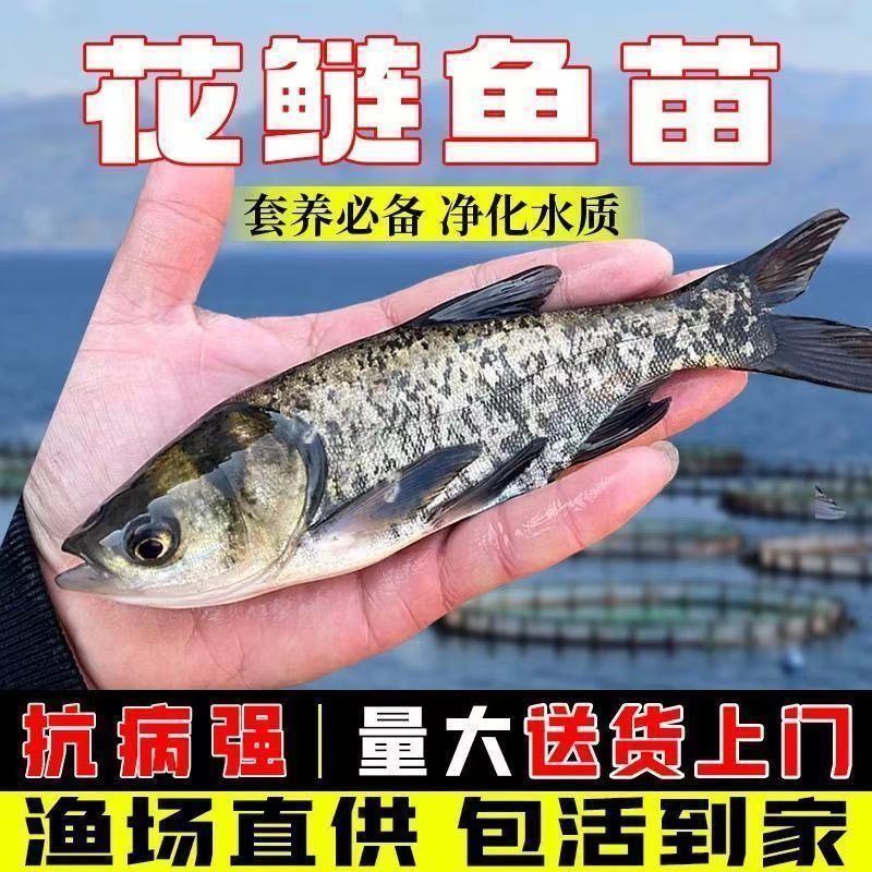 [Горячая продажа] Живые мальки серебряного карпа, высококачественные мальки карпа с большим головой