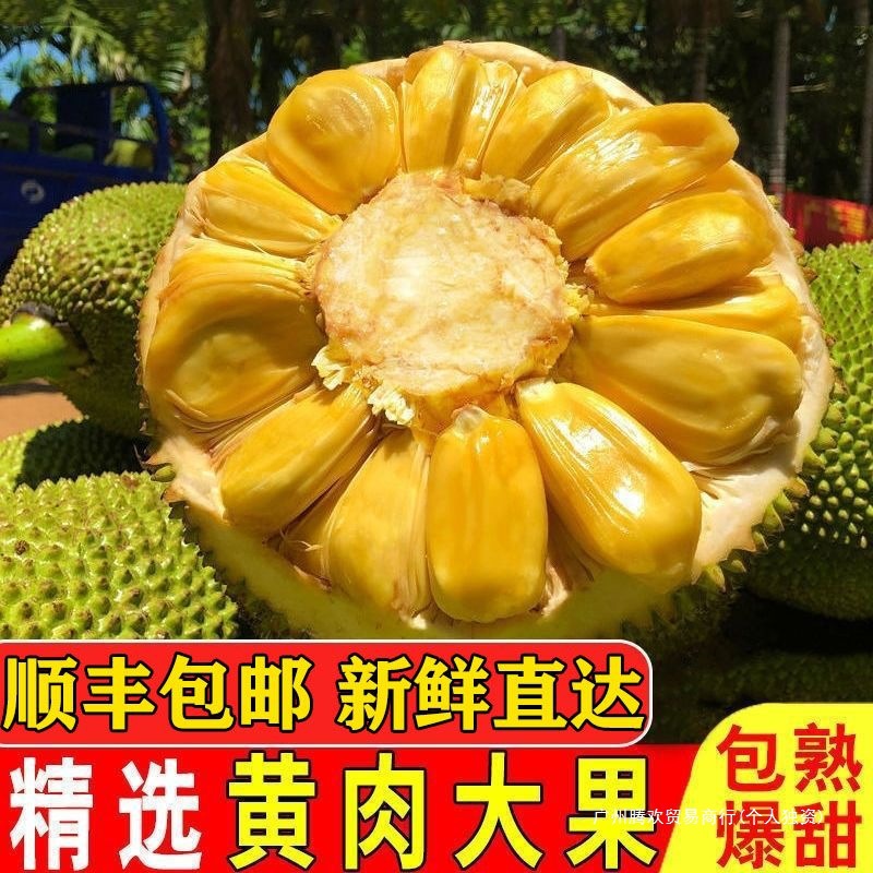 Hainan Sanya Jackfruit, a Whole Fresh Fruit, Freshly Picked in Season, Wholesale Thai Jackfruit