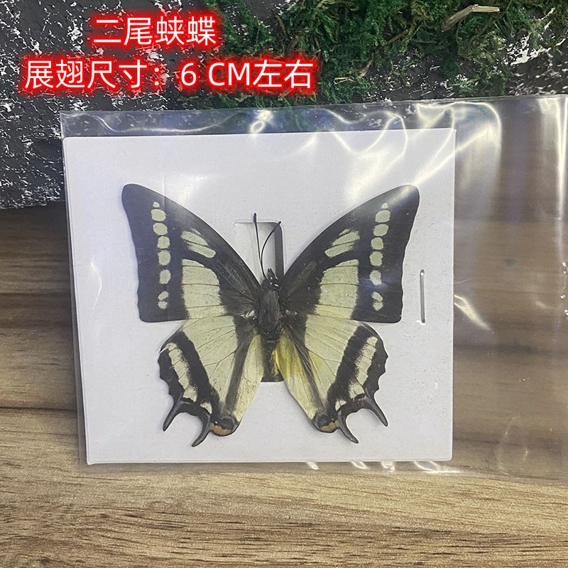 True Butterfly Specimen Wing Spreading Various Original Butterflies Mixed Butterflies Green Belt Cuifeng Butterfly Elegant Grey Butterfly Insect Beetle Kindergarten Teaching