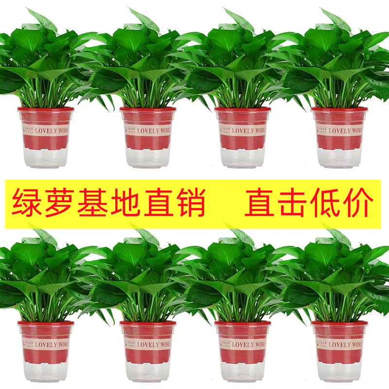 180 крупных цветочных горшков оптом гидропонные длинные вьющиеся цветы комнатные зеленые растения маленькая зеленая корзина удаление формальдегида маленькие горшечные растения