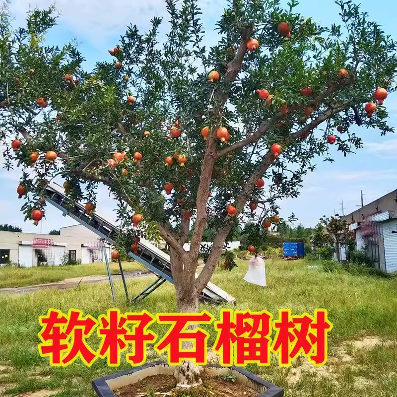 Pomegranate Tree Saplings Tunisian Soft Seed Dahongpao Seedless North and South Planting Extra Large Potted Courtyard Fruit Trees with Soil