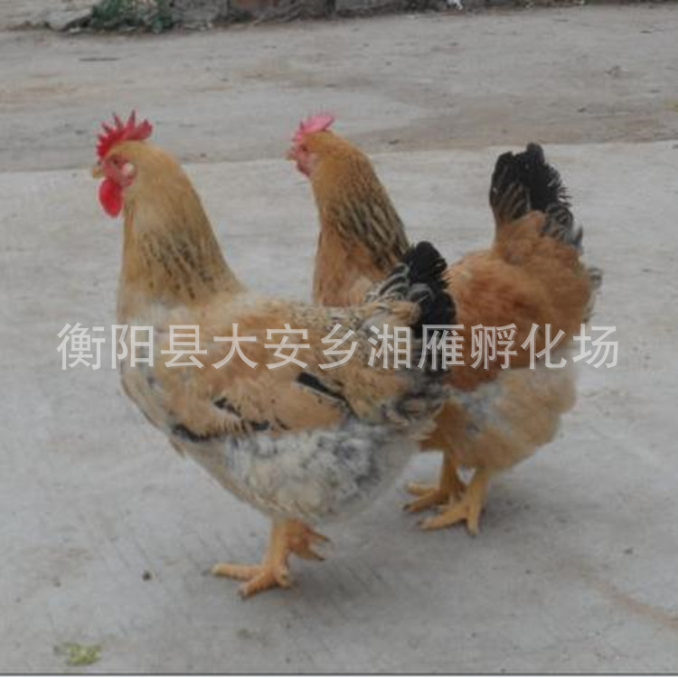 Chicken Hatching Factory Wholesale Liangfenghua Castrated Chicken Hatching Red Hair Yellow Feet Large Fast-Growing Broiler Chicken Seedlings Live