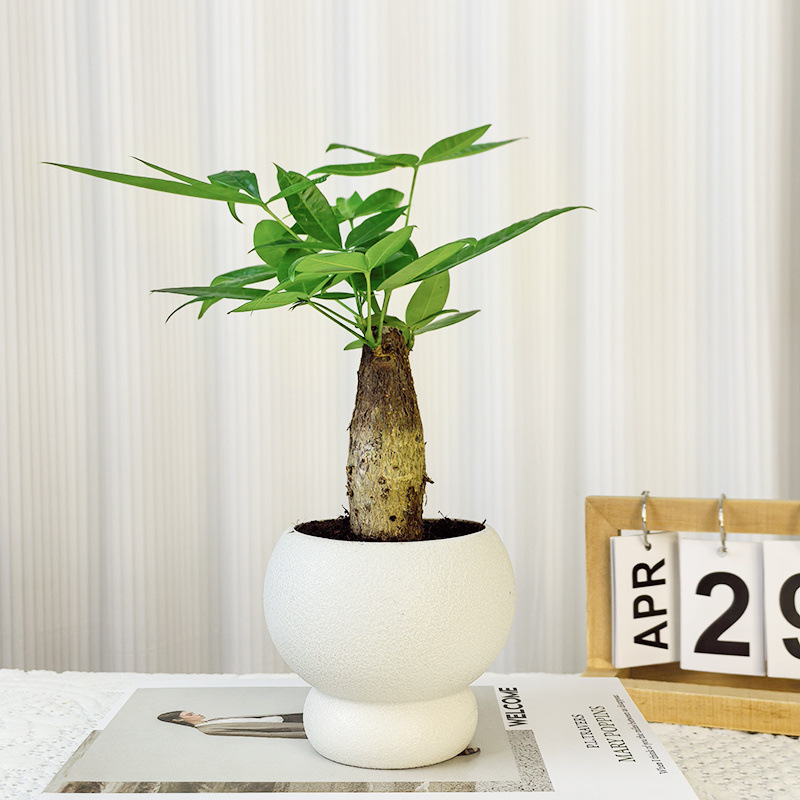 Money Tree Potted Florals and Green Plants in the Office, Formaldehyde-Absorbing Living Room, Purifying Air, Hydroponic Money Tree, Easy to Maintain